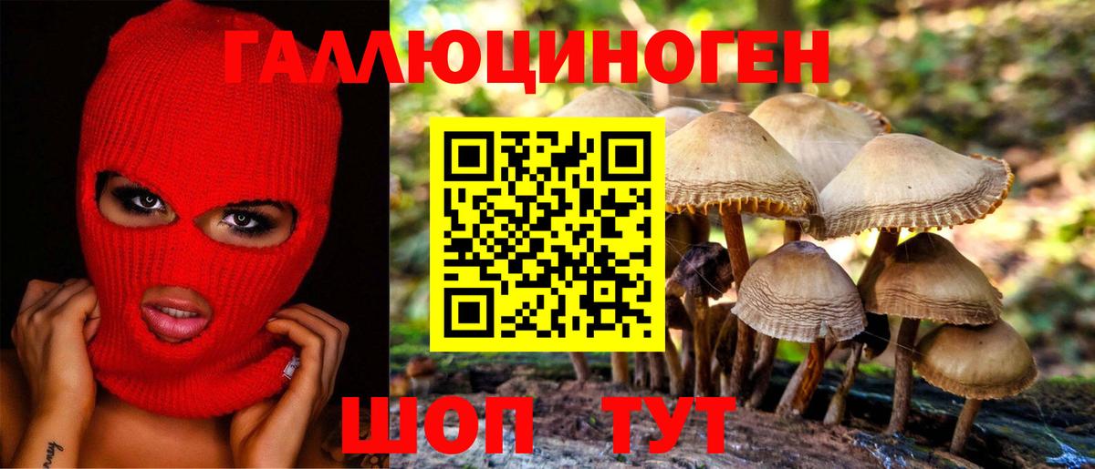 Псилоцибиновые грибы Psilocybine cubensis Новороссийск